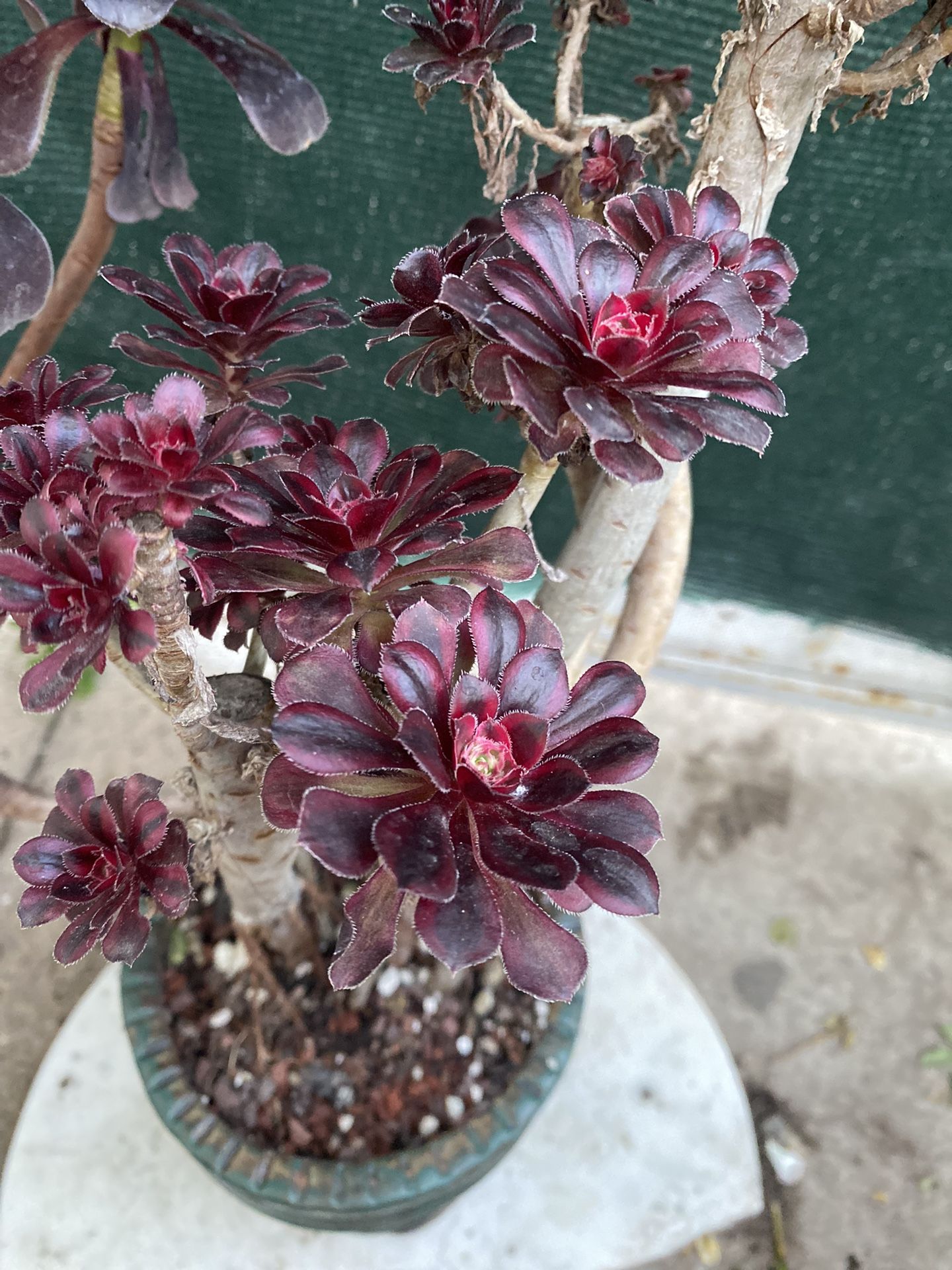 Korean Imported Succulent Plant, In 8 Inch Cerámic Pot Pick Up Only