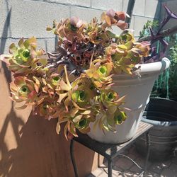 Free succulent