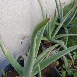 Alo Vera Plants Chicas A 5 Medianas A 7 Y Grandes A 12