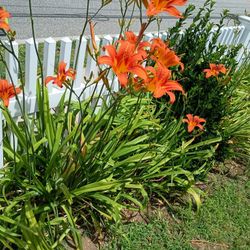Orange Day Lilies