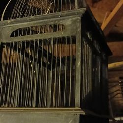 Bird Cage