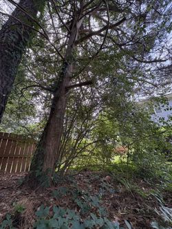 Free Approx 30 Ft Cedar Tree To Create Beautiful Furniture