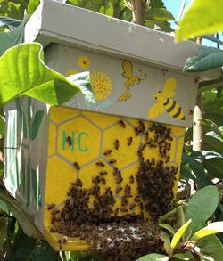 Honey Bees, Beehive, Nuc, Bee Hive, Beekeeping 