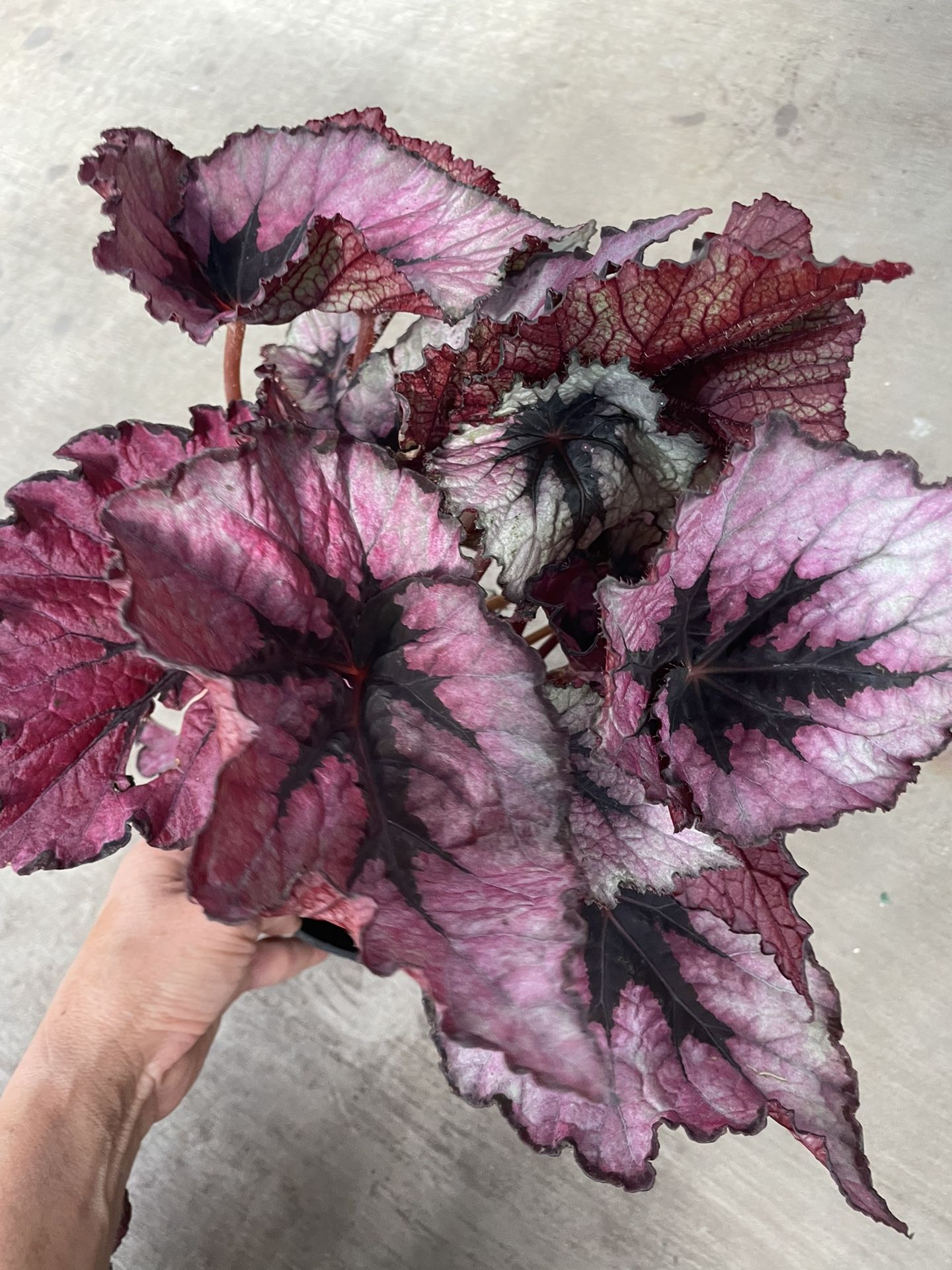 Big/full/lush 6” pot Begonia, Exotic House Plant, multiples available; special now$22each/reg.$40ea; Price Firm, Multiples Available 95820