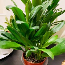 ♥️Gorgeous Green Ti Plant is a natural stress reliever🙏PLS READ DESCRIPTION