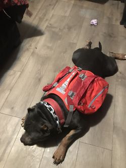 Harness