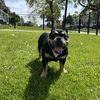 TTS Kennels