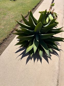 Foxtail Agave 36” diameter