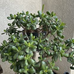 Plant