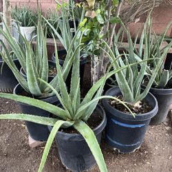 Many Extra Large Aloe Vera Plants