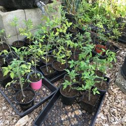 4 Tomato or Tomatillo Plants for $5 - Lots of Varieties Available