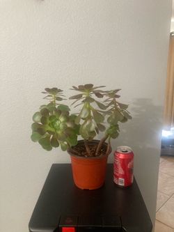 Aeonium Succulent