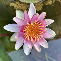 Pond Plants For Sale 