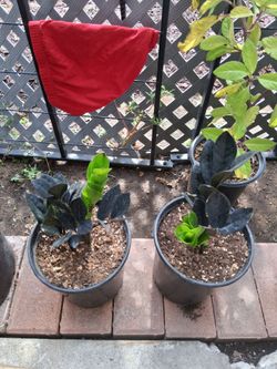Black ZZ plants