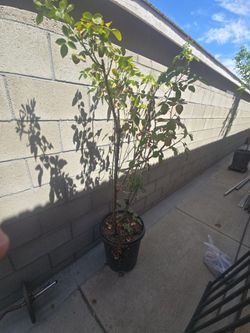Rose Bush and Lemon Tree
