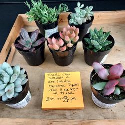 SUCCULENT SPRING SALE THIS SUNDAY FROM 1PM TO 4PM..SAN LORENZO SUNDAY