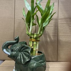 Bamboo Plant With Vase 