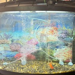 40 Gallon Fish Tank With Thai Oranda Fish Included