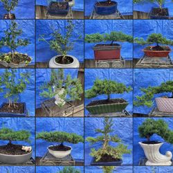 Bonsai Plants For Sale $50 And A $60 Ones