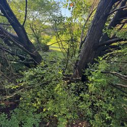 Tree Remove  