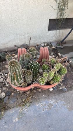 Cactus