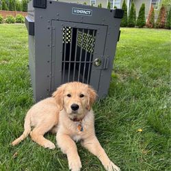 Impact-Dog-Crate