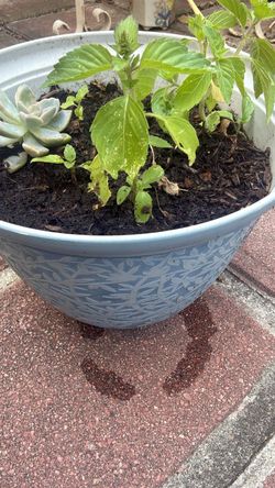 Tulsi healthy green plant in Blue decorative pot