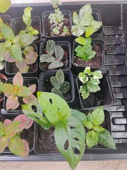 Plants in mini pots