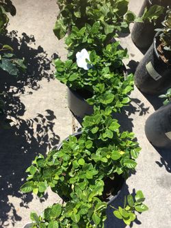 Gardenia