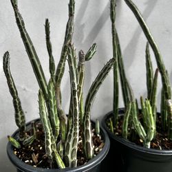 Pickle Plant Senecio (Senecio stapeliiformis)