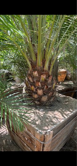 42” Box Canary Island Date Palm - Large Specimen Palm