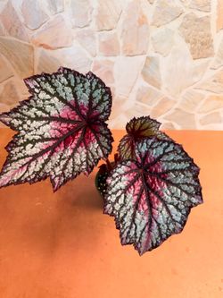Begonia Rex Plant - 4inch