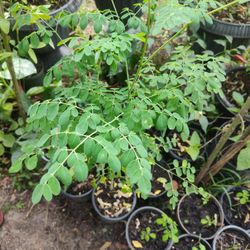 Moringa Plants