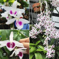 Denrobium 3-4 Ft Tall 