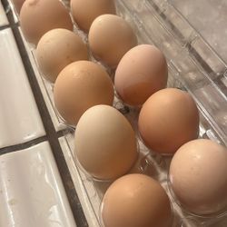 Organic Eggs