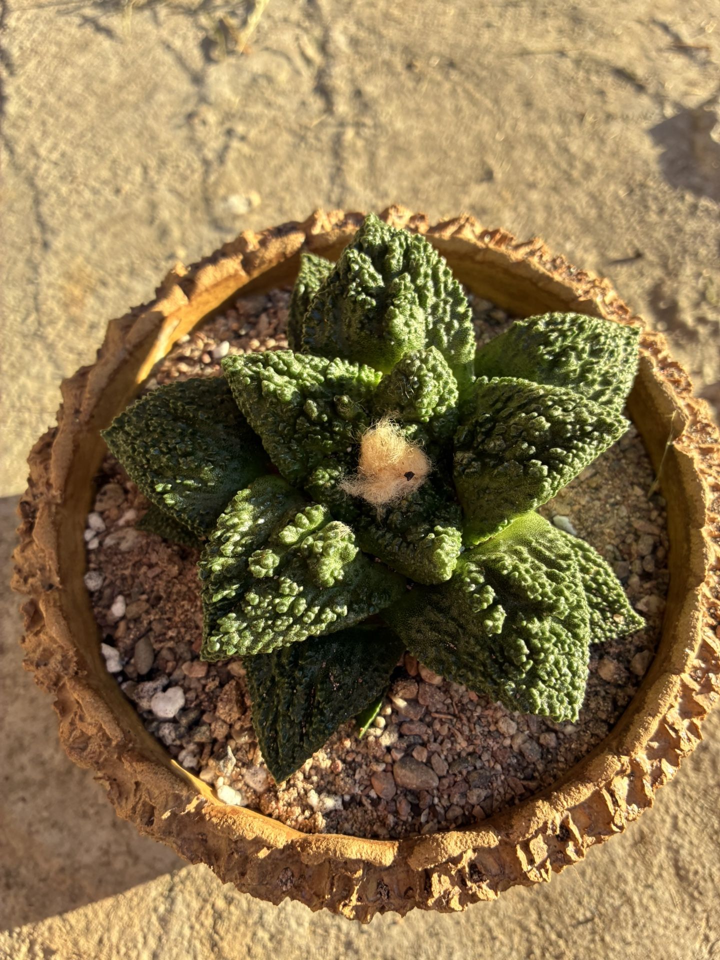 Ariocarpus Super Godzilla Rare Cactus Succulent Plant