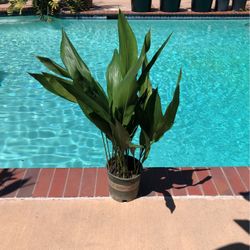 Aspidistra elator - Parlor Palm