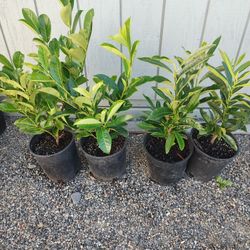 Skip And English Laurel