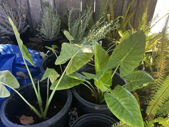 Plant Sale-succulents, Aloa Vera, Ferns, Elephant Ears, And More