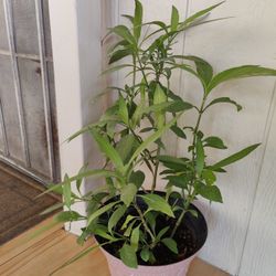 RUELLIA, MEXICAN PETUNIA PLANT PURPLE FLOWER $10  FLOR MORADA / NELLIS BLVD & CHEYENNE AVE 