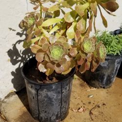  Plant /Aeonium Plant 