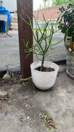 Plants