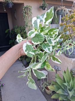 Small N'Joy Pothos Plant $13