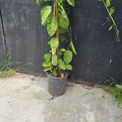 Yellow Passion Fruit