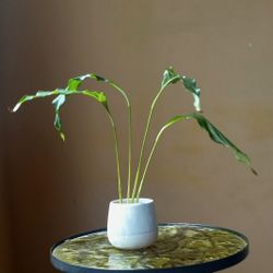 Lush Peace Lily Plant/ House Plant/ Indoor Plant Flower Patio Garden 