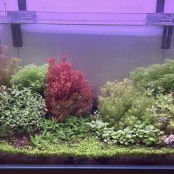 High-Quality Submerged Plant Package - $30