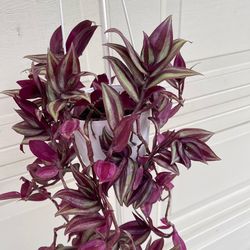 Tradescantia Zebrina plant