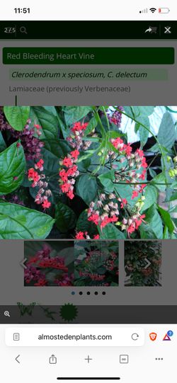 Bleeding Heart Vine