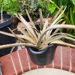 Aloe Vera Plant