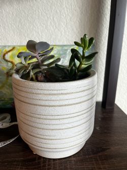 Potted Variety Of Succulents 